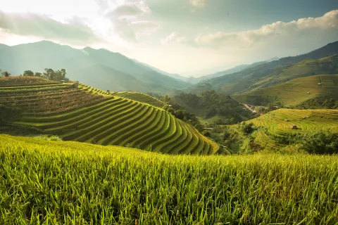 Human rights - Green Rice field on terraced in Vietnam